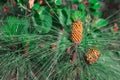 Conifer needles with cones Royalty Free Stock Photo