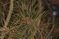 Conifer needles