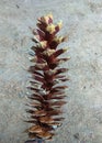 LONG PINE CONE in reddish brown