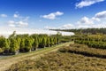 Conifer plants in pots at outdoor tree nursery