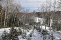 Conifer regrowth in part of the Canadian forest