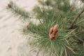 Conifer with a sandy background