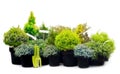 Conifer sapling trees in pots Royalty Free Stock Photo