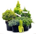 Conifer sapling trees in pots Royalty Free Stock Photo