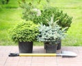 Conifer sapling trees in pots