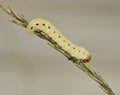 Conifer Sawfly Larvae Royalty Free Stock Photo