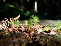 Conifer seedlings growing in the woodland Royalty Free Stock Photo