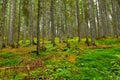 Conifer spruce forest at Pokljuka, Slovenia