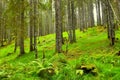 Conifer spruce (Picea abies) forest at Pokljuka, Slovenia