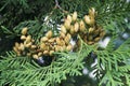 Conifer Thuja Orientalis: a close up of the immature seed cones. Thuja branch leaves with tiny cones Royalty Free Stock Photo