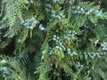 Conifer Thuja Orientalis : a close up of the immature seed cones. Thuja branch with tiny cones Royalty Free Stock Photo