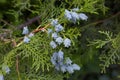 Conifer Thuja Orientalis: a close up of the immature seed cones. Royalty Free Stock Photo