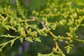 Conifer Thuja Orientalis: a close up of the immature seed cones. Royalty Free Stock Photo