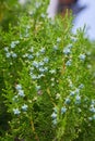 Conifer Thuja Orientalis: a close up of the immature seed cones. Royalty Free Stock Photo