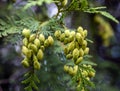 Conifer Thuja Orientalis: a close up of the immature seed cones. Royalty Free Stock Photo