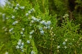 Conifer Thuja Orientalis: a close up of the immature seed cones. Royalty Free Stock Photo