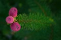 Conifer Tree Branch Blooming with Pink Cones