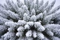 conifer tree branch decorated with fluffy snow