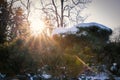 Conifer tree branches lit by the sun in winter Royalty Free Stock Photo