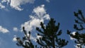 Conifer tree branches move in wind on blue sky background with white clouds