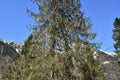 Conifer tree in foreground near KlÃÂ¶ntalersee lake