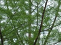 Conifer Leaf Out On Cloudy Sky Background.