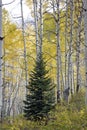 Conifer tree in Aspen trees groves in Autumn Kebler Pass near Crested Butte Colorado America.  Aspen tree Fall foliage Royalty Free Stock Photo