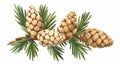 Conifer tree sprig with fircones. Green needle spruce, botanical winter design element. Flat modern illustration Royalty Free Stock Photo