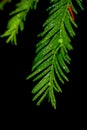 conifer tree with water droplets Royalty Free Stock Photo