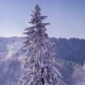 Conifer tree in winter in Black Forest, Germany Royalty Free Stock Photo