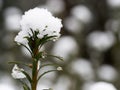 Conifer in winter park