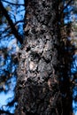 Dark charred pine tree bark after a forest fire