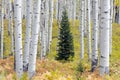 Aspens in Colorado where the trees foliage change color to yellow in the Fall in Kebler Pass near Crested Butte Colorado America Royalty Free Stock Photo