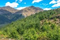 Conifer trees on mountain at Ben Lomond Scenic Reserve and Queenstown Hill Summit, New Zealand
