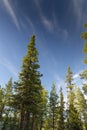 Conifer trees at Swedish Lapland Royalty Free Stock Photo