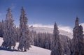 Conifer trees in winter in Black Forest, Germany Royalty Free Stock Photo