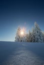 Conifer trees in winter in Black Forest, Germany Royalty Free Stock Photo