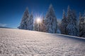 Conifer trees in winter in Black Forest, Germany Royalty Free Stock Photo