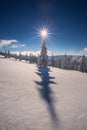 Conifer trees in winter in Black Forest, Germany Royalty Free Stock Photo