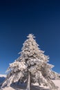 Conifer trees in winter in Black Forest, Germany Royalty Free Stock Photo