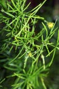 Conifer with water drops Royalty Free Stock Photo