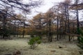 Coniferous autumn forest in the taiga in the North of Sakhalin Island Royalty Free Stock Photo