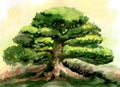 Coniferous bonsai painted with watercolor. Large mini pine tree.