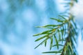 Coniferous branch close-up in winter, macro photo.