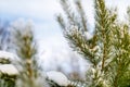 Coniferous branch covered in tiny snowflake close-up Royalty Free Stock Photo