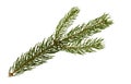 Coniferous branch isolated on white background. Christmas tree needles. Thorny pine branch. Needle isolate Royalty Free Stock Photo