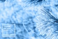Coniferous branches covered with hoarfrost in classic blue trendy color. background. Color of the year 2020