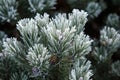 Coniferous branches covered with hoarfrost.