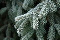 Coniferous branches covered with hoarfrost.