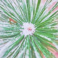 Coniferous branches covered with hoarfrost. Royalty Free Stock Photo